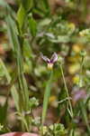 Annual blue-eyed grass